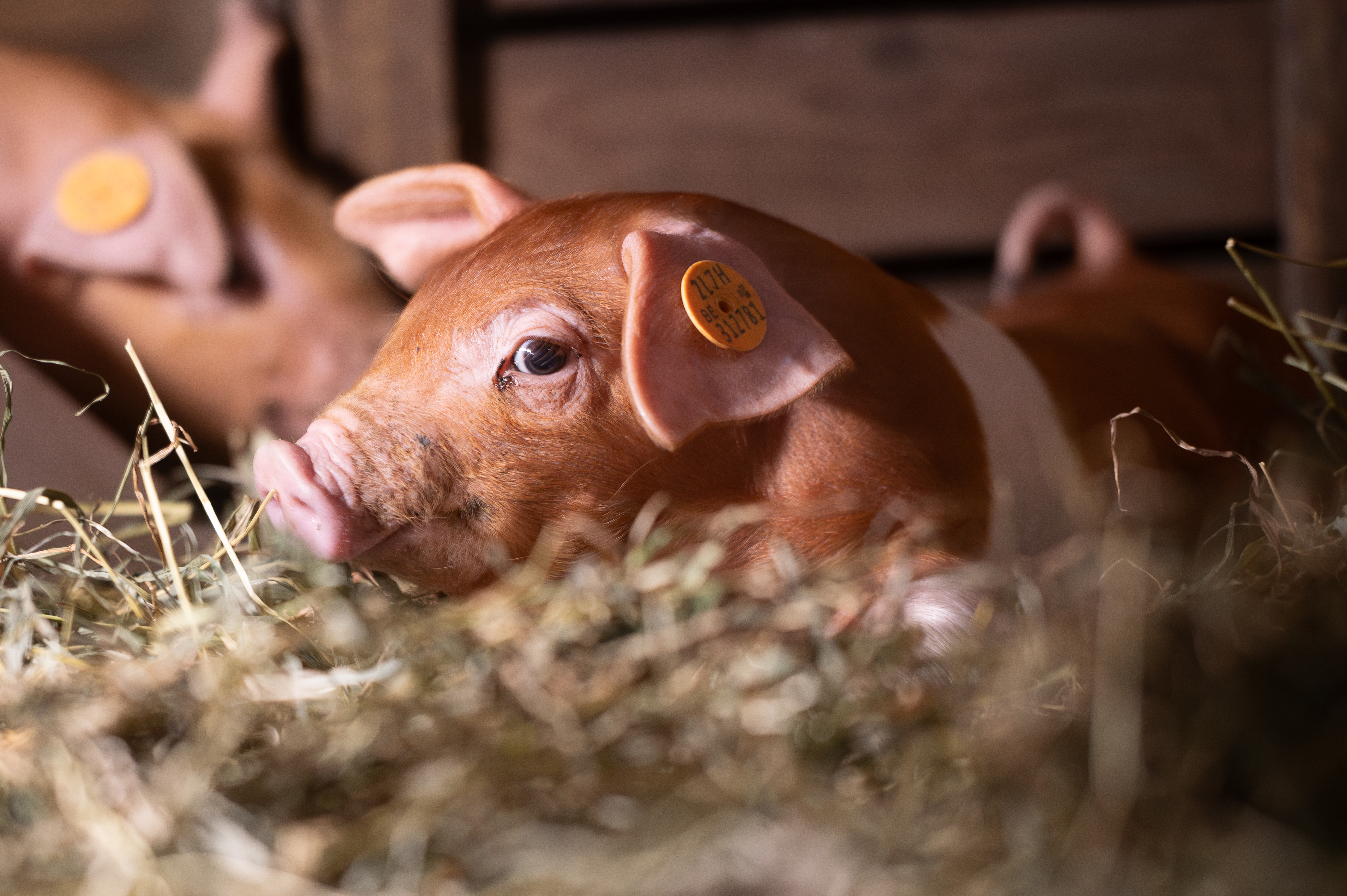 Jong Duroc varken in de stal